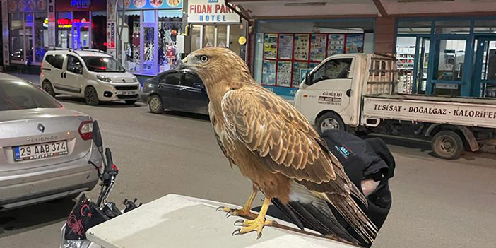 Gümüşhane'de bitkin halde bulunan şahin doğaya salındı