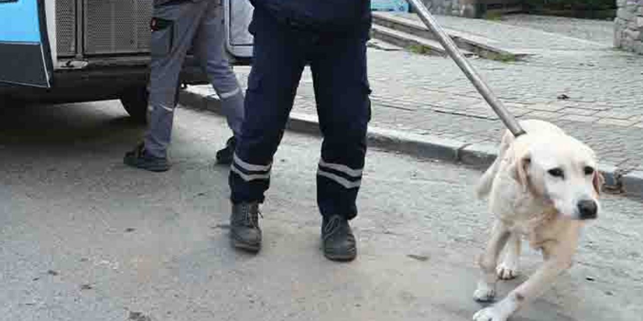 Ordu'da 2 belediye personeli açığa alındı! Sahipsiz köpeklere davranışları...