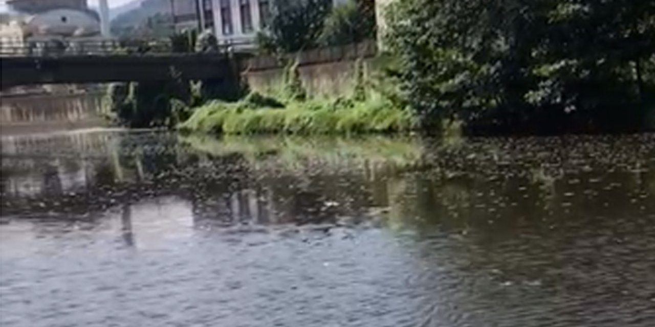 Trabzon’da derenin son durumu tedirgin etti! “Çevre katliamı var”