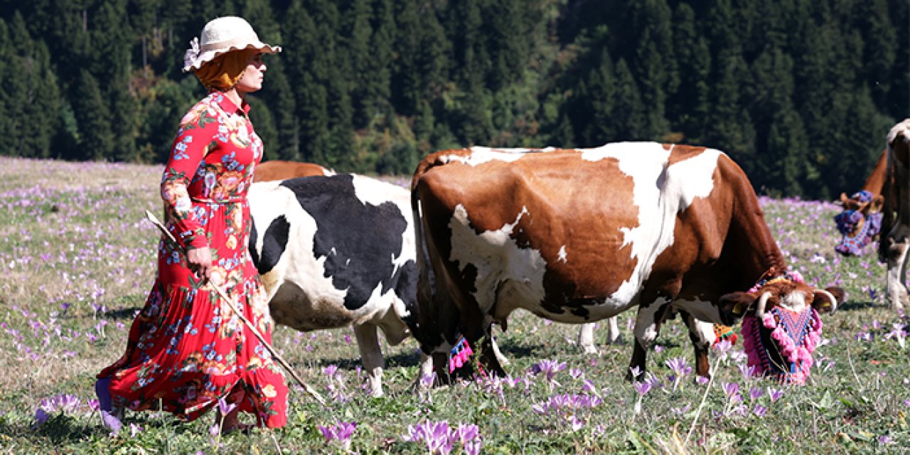 Yaylalardaki besicilerin dönüşü renkli görüntüler ortaya çıkardı