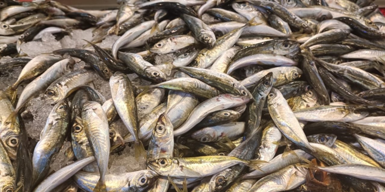 Giresun'da istavrit tezgahlarda yerini aldı! İstavritin kilosu ne kadar?