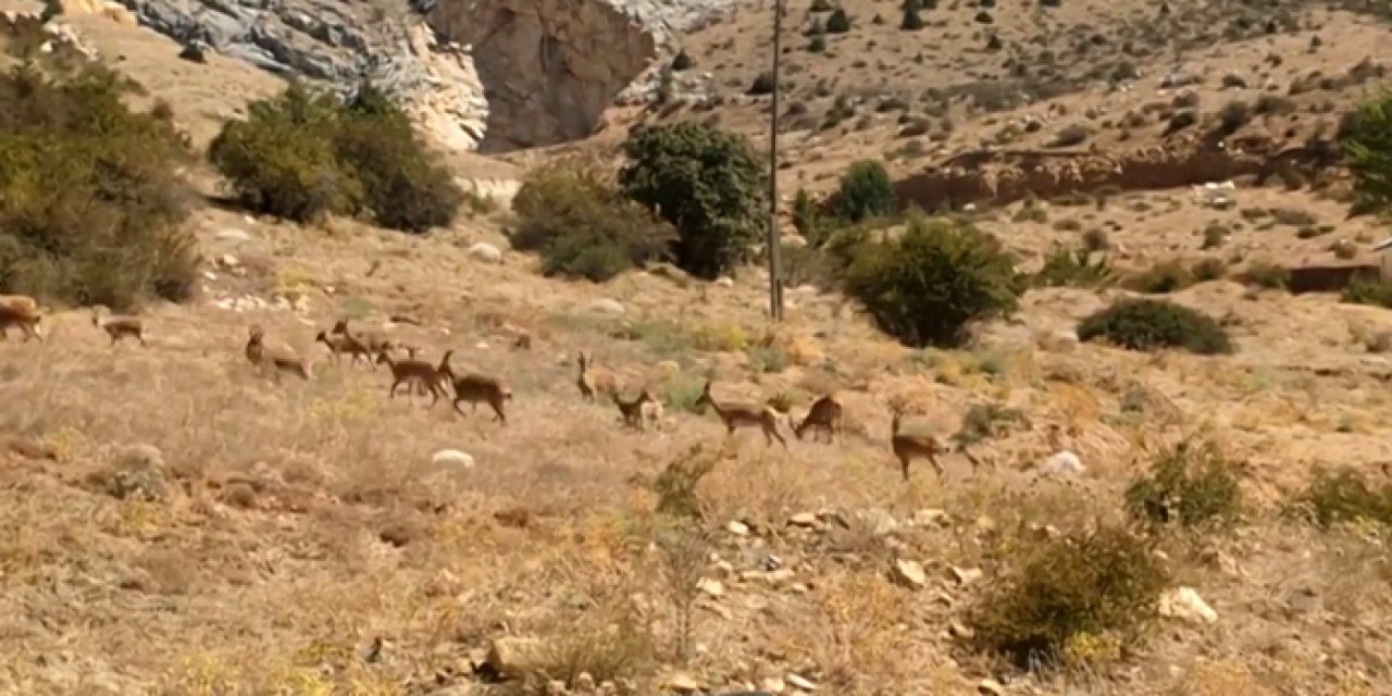 Yaban keçileri Gümüşhane'nin doğal güzelliğine renk kattı