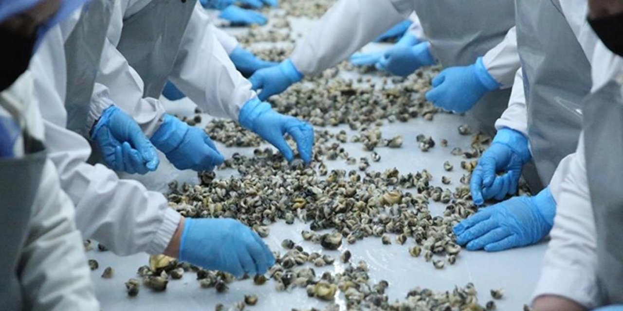 Türkiye'nin deniz salyangozu ihracatında artış!