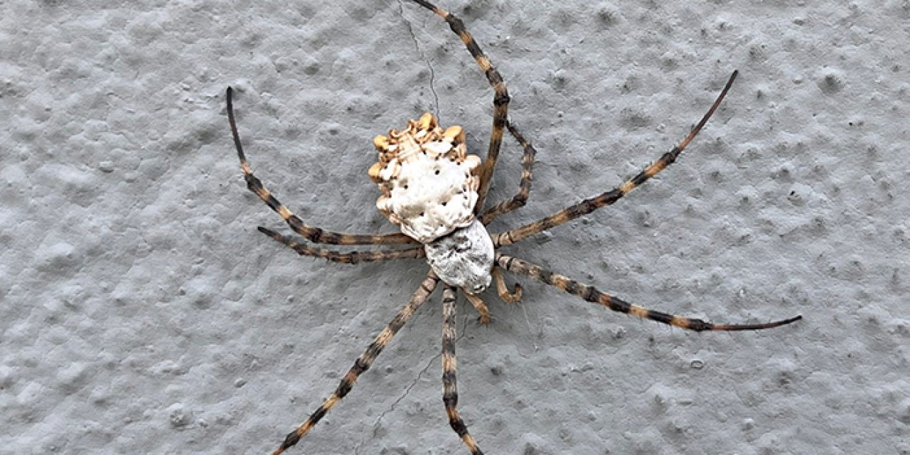 İklim krizi yeni bir örümcek getirdi! Loblu örümcek yayılıyor