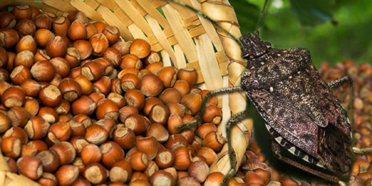 Fındık üreticisinin korkulu rüyası olmuştu! "Yüzde 15 rekolte kaybına neden oldu"