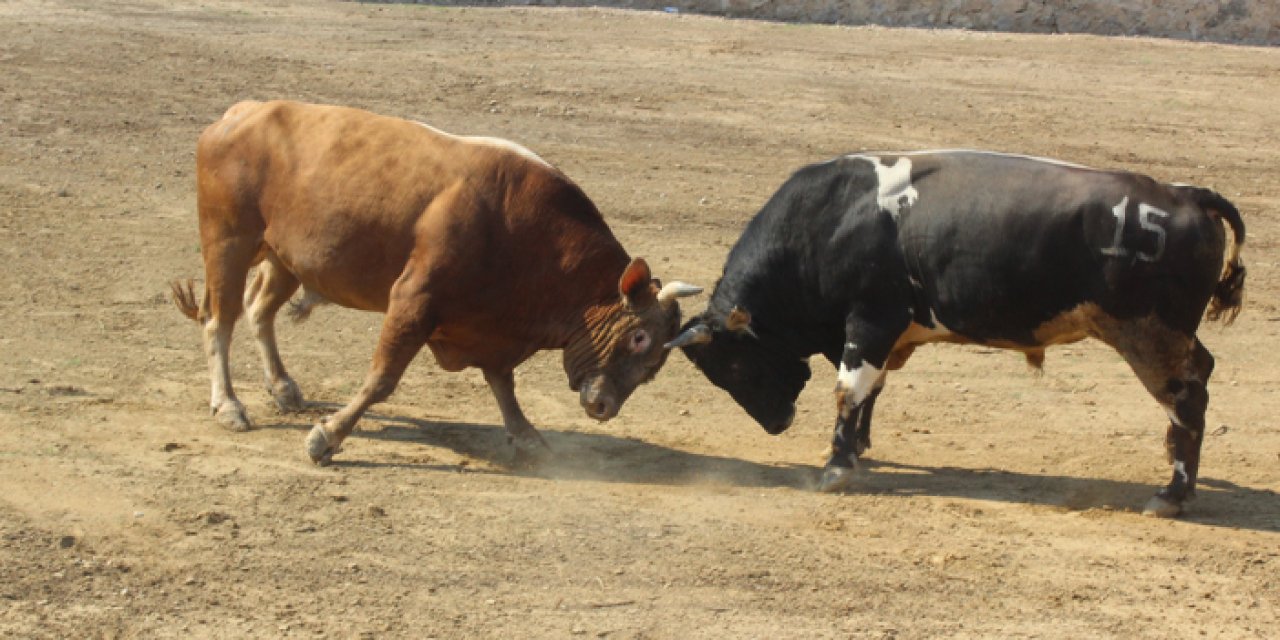 Artvin'de Ardanuç Boğa Güreşleri ve Kültür Sanat Festivali" başladı