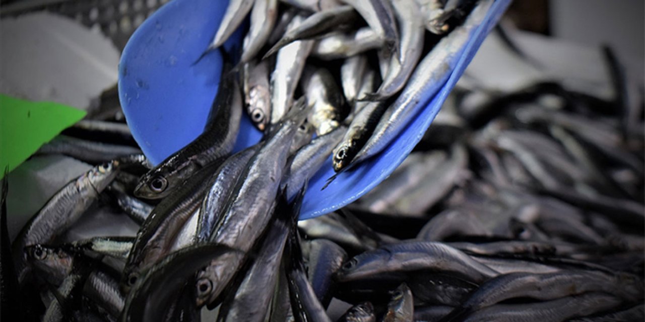 Trabzon'daki balıkçı tezgahlarında hamsi bolluğu