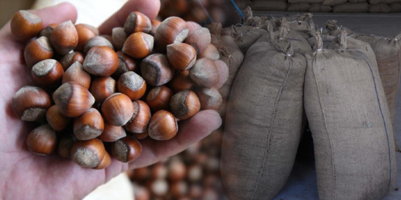 Ordu'da Valilik uyardı! Fındıkta hileli kantara dikkat