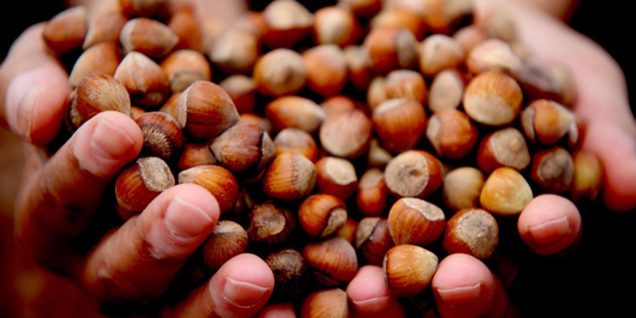 Fındık fiyatı ne kadar? Giresun'da Fındık fiyatı istikrarını koruyor