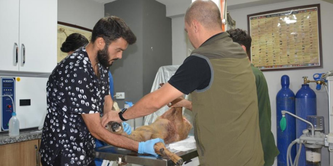 Ordu'da saldırıya uğrayan karaca koruma altına alındı