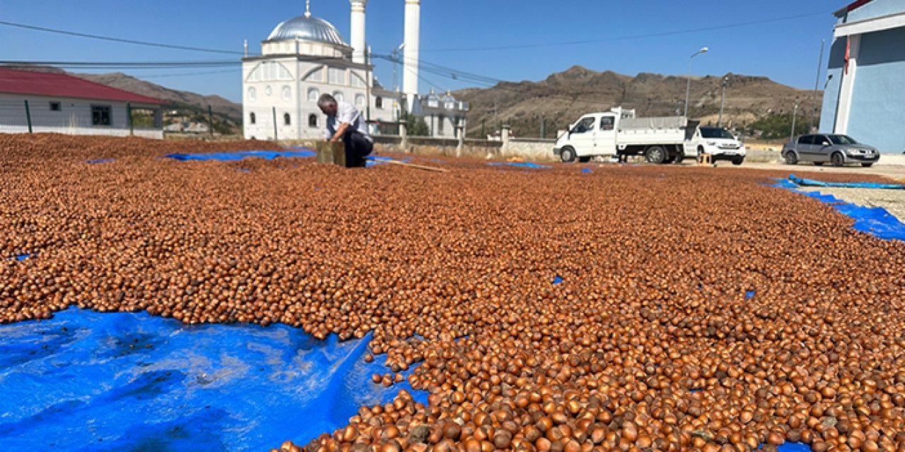 Giresun'da fındık üreticileri fındık yetişmeyen ilçeyi tercih ediyor