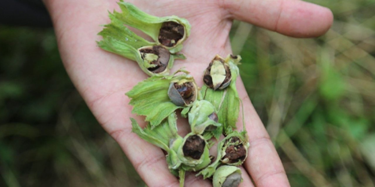 Fındık üreticisinin korkulu rüyası olmuştu! Trabzon'da mücadele yöntemleri anlatıldı
