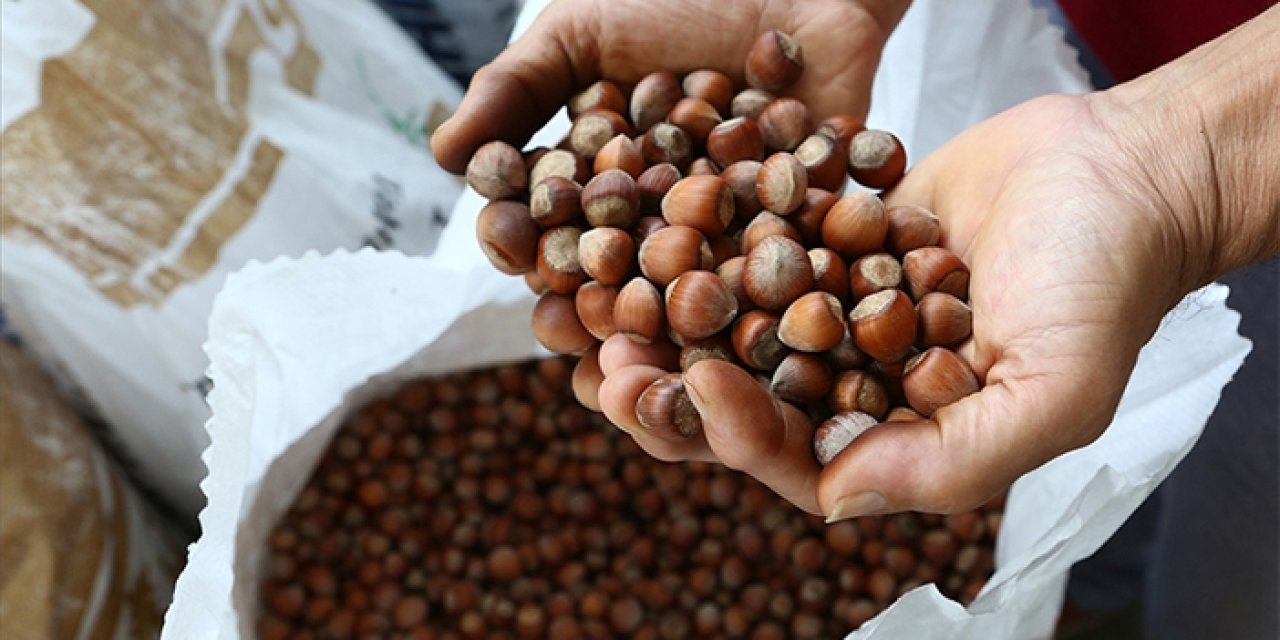 Fındık ihracat sezonunun ilk ayında milyonlarca dolarlık gelir