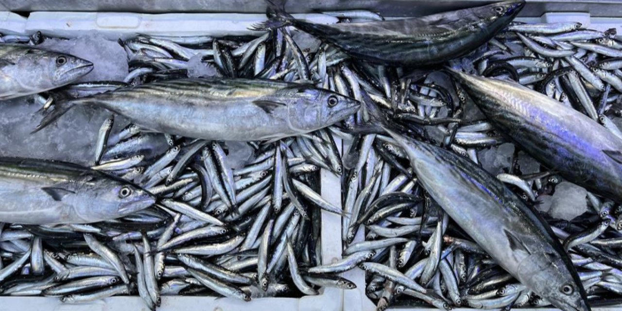 Sinop'ta balık tezgahlarında yoğunluk! İşte balık fiyatları