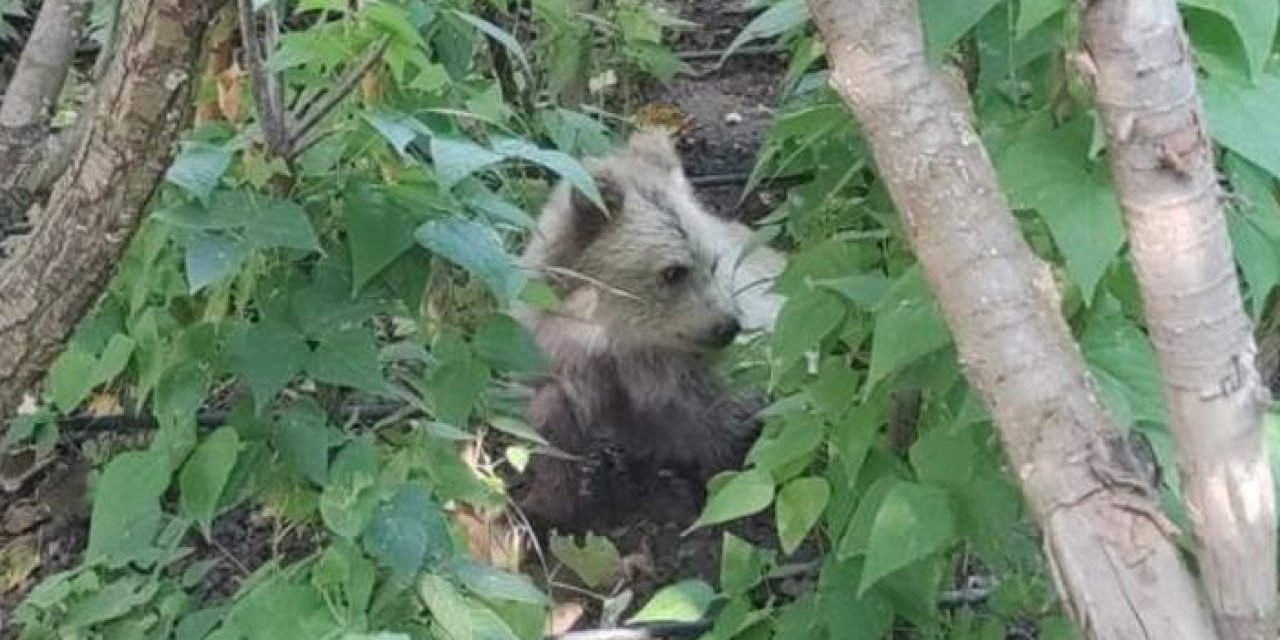 Giresun'da yavru ayılar yiyecek ararken görüntülendi