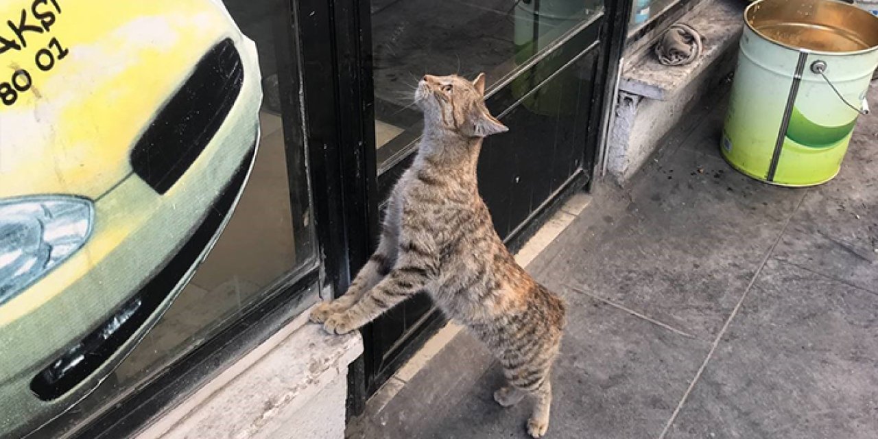 Mama için kapıya dayandı! Bayburt'ta taksi durağının maskotu oldu