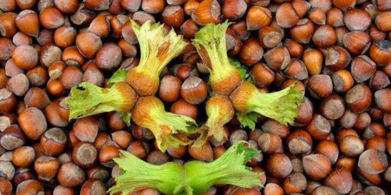 Zonguldak'ta fındık için beklenti 125 lira