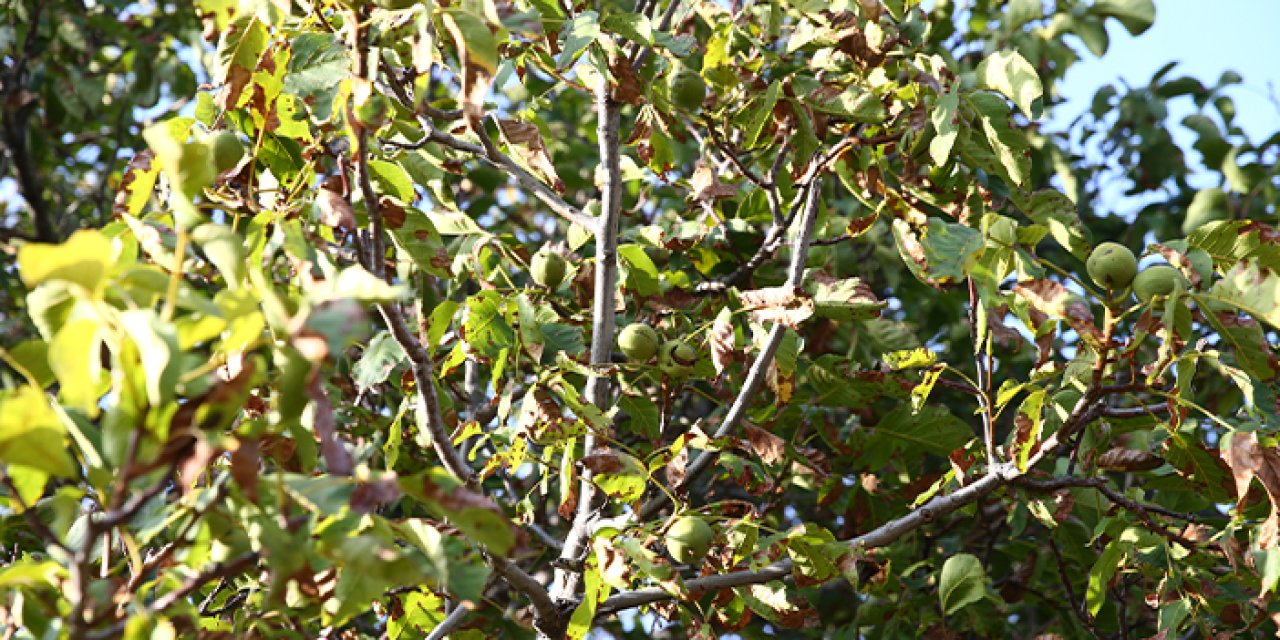 Giresun'un tescilli Şebin cevizinde hasat başladı