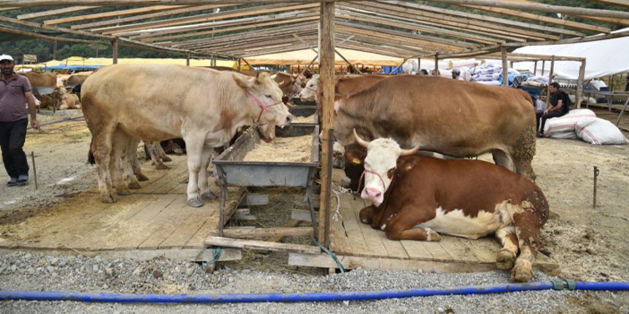 2024 Trabzon Kurban satış yeri kirası belli oldu!