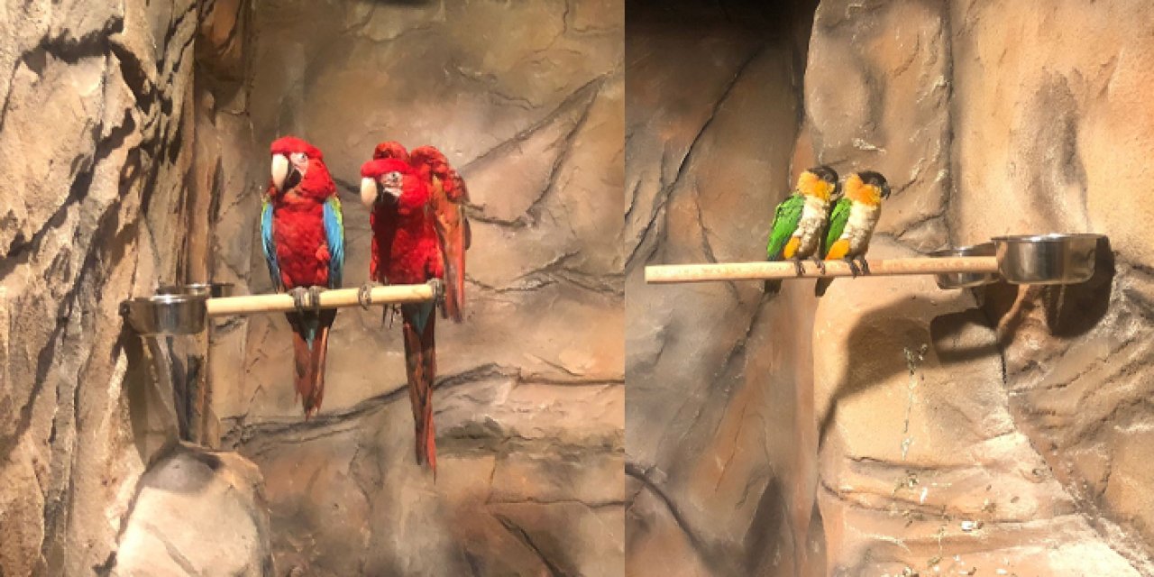 Trabzon bir ilke daha imza attı! Kuş Parkı hizmete açıldı