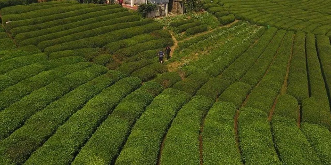 Çay bahçesi kuracaklar dikkat! Canlı yayında uyardı