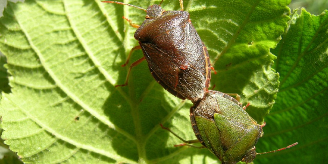 Trabzon Ticaret Borsası'ndan kahverengi kokarcaya savaş! "Acilen harekete geçilmeli"