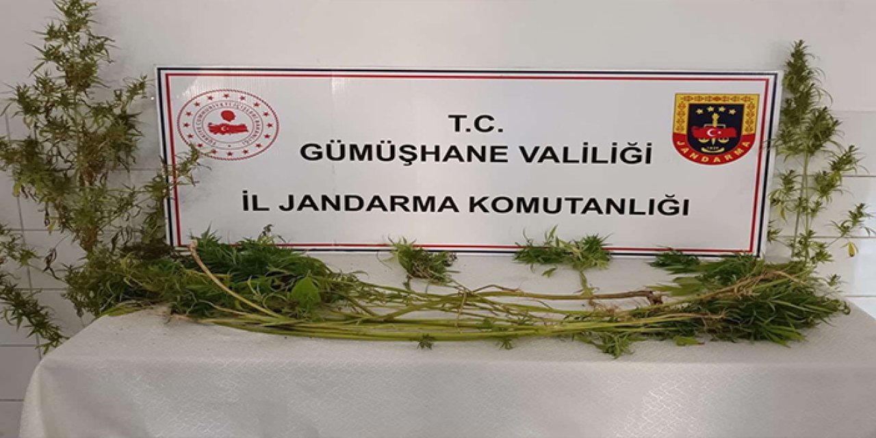 Gümüşhane'de jandarmadan kaçak kazı ve kenevir operasyonu