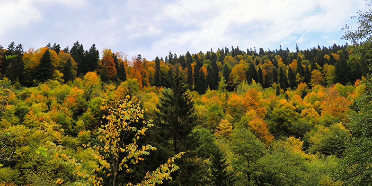 Gümüşhane'nin 'Örümcek Ormanları' sonbaharda büyüledi
