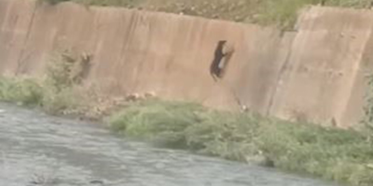 Artvin'de derede mahsur kalan köpek için kurtarma operasyonu!