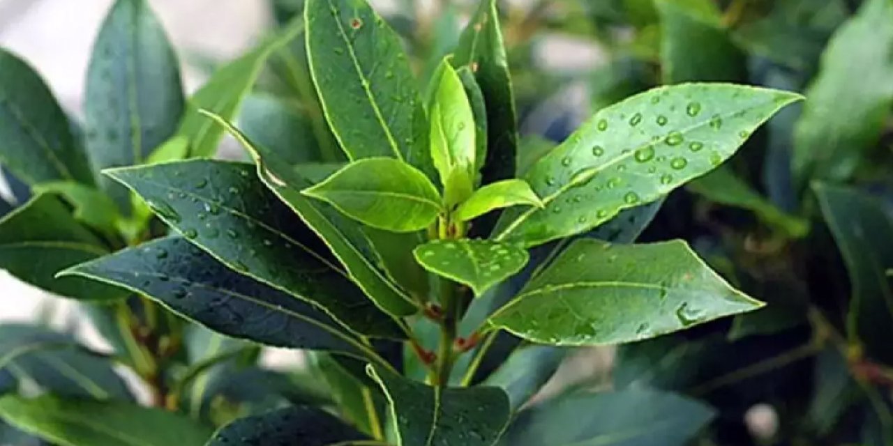 Defne yaprağı ve bilinmedik faydaları!