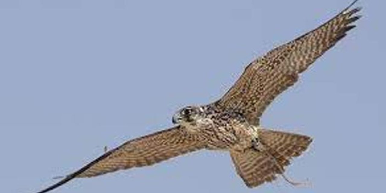 Trabzon'a bagajda şahin kaçakçılığı