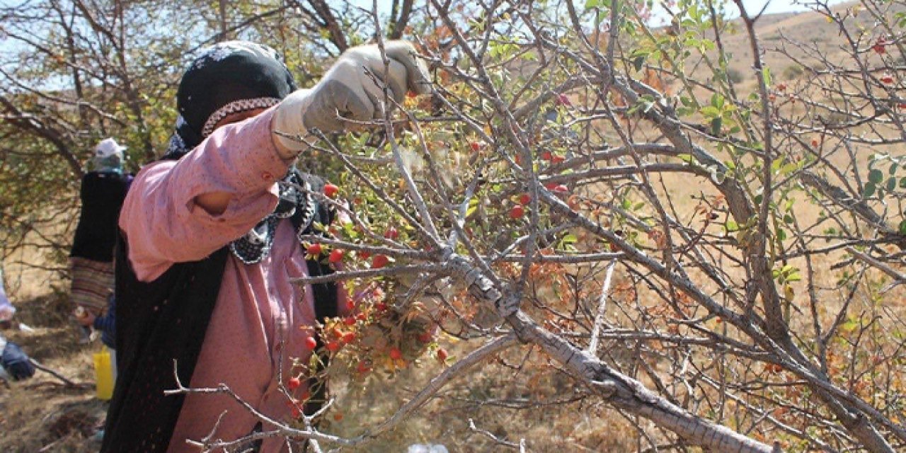 Bayburt'ta kuşburnunun zorlu mesaisi