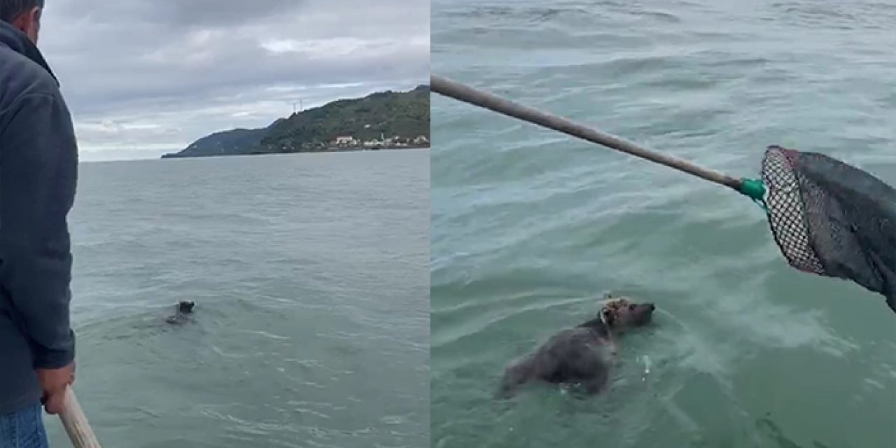 Giresun'da bu kez balıkçıların ağına takılan balık değil! Görenler şaştı kaldı