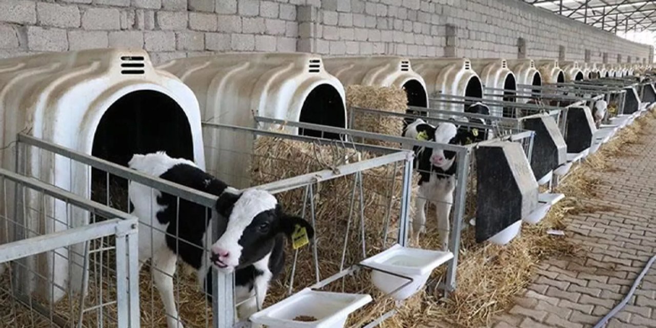 Hayvansal üretim için kredi desteği geliyor!