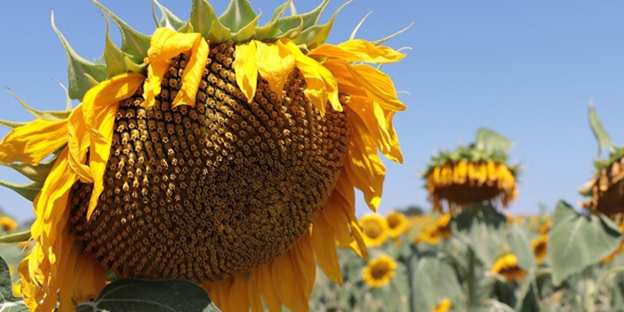 Bayburt'ta çerezlik ayçiçeği üretim alanı genişliyor