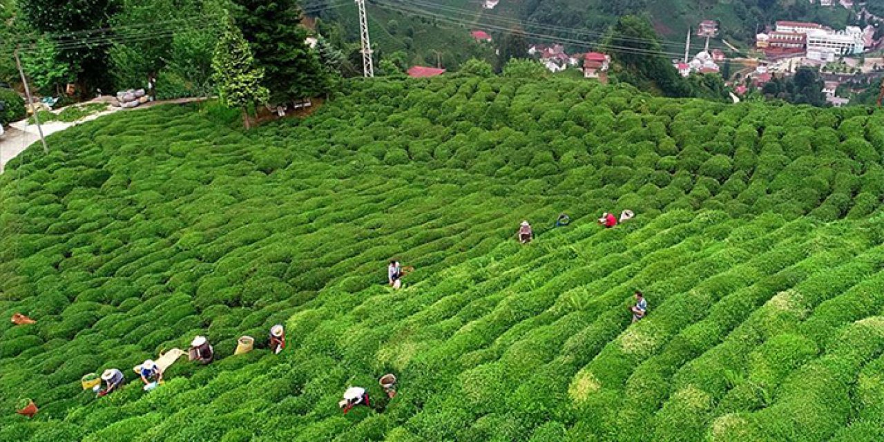 Türkiye'den yapılan çay ihracatında artış
