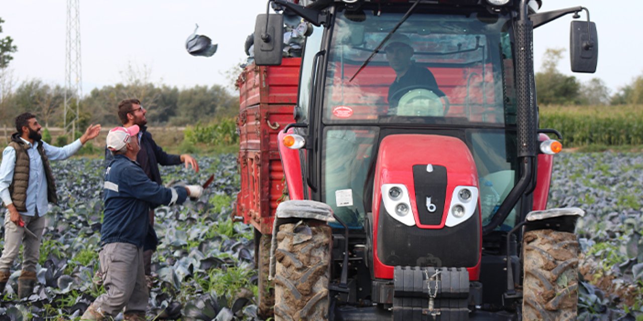 Samsun'da karalahanada yüksek rekolte beklentisi!