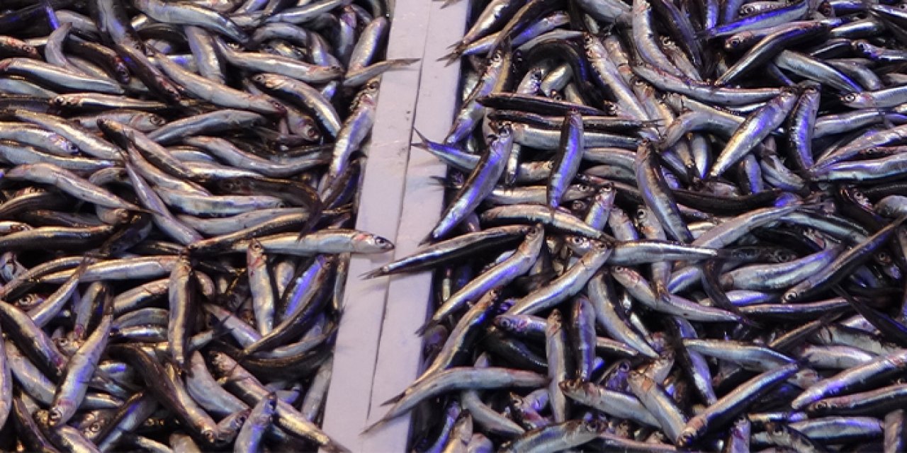 Havalar ısındı fiyatlar değişti! Trabzon'da hamsi fiyatları ne kadar?