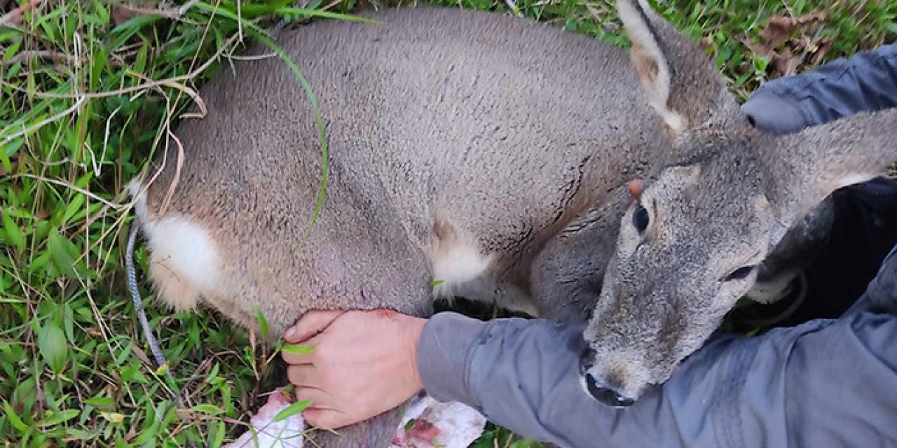Giresun'da köpeklerin saldırısına uğradı! İşçiler kurtardı