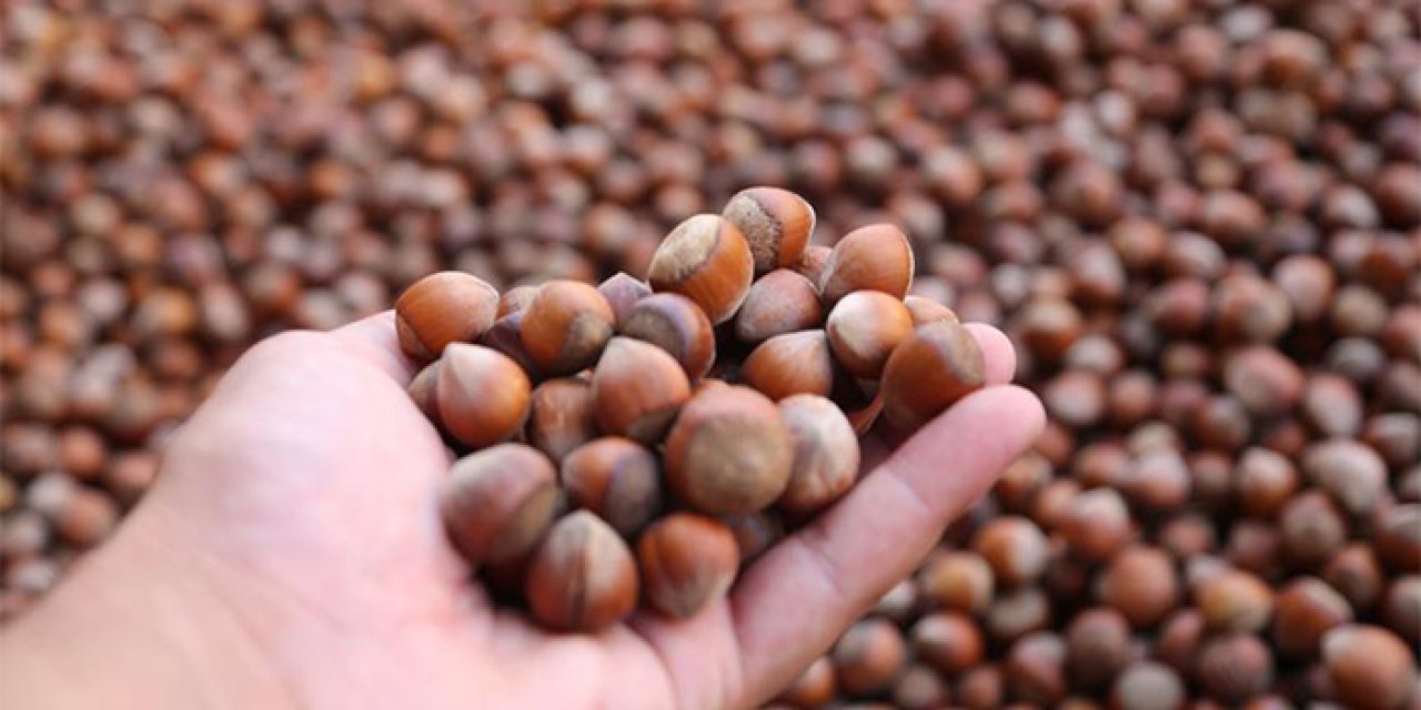 Fındık fiyatları yükselecek mi? Fındık fiyatları ne kadar?