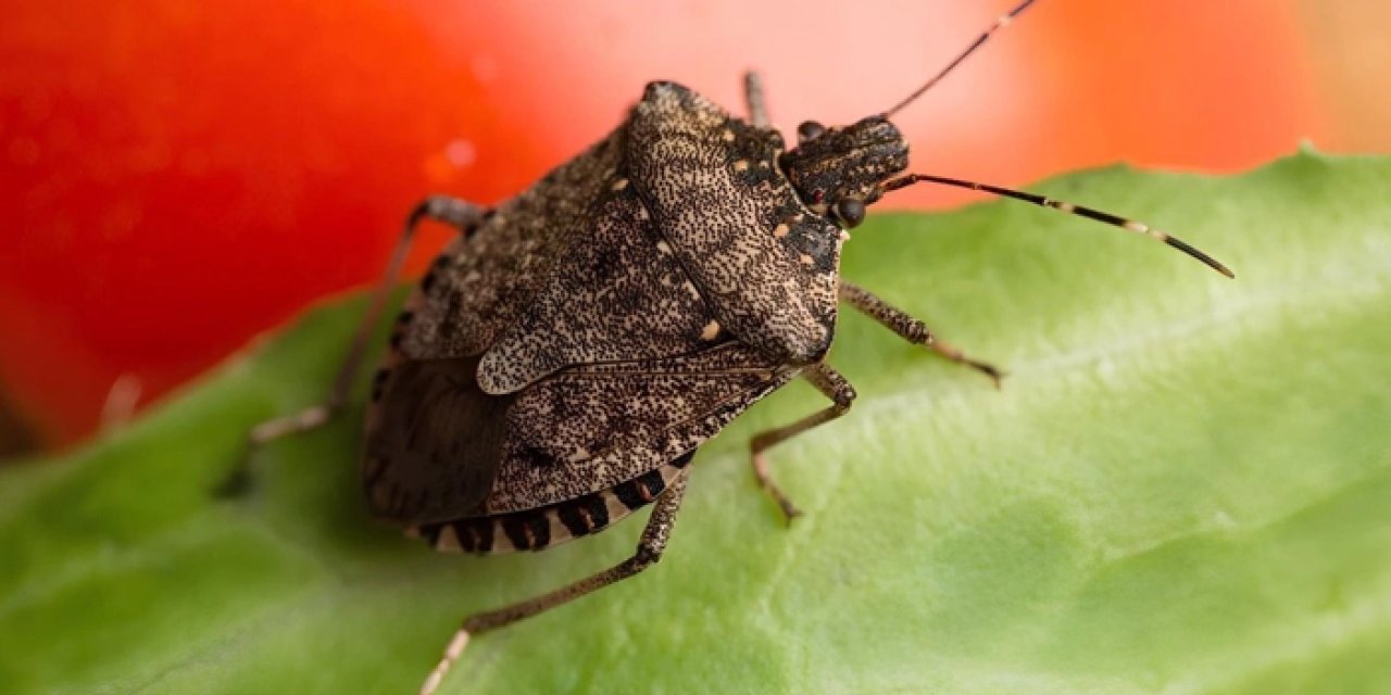 Fındık üreticisi kahverengi kokarcadan böyle kurtuldu! "Camları kaplayan böcek nedeniyle dışarıyı göremiyordum"