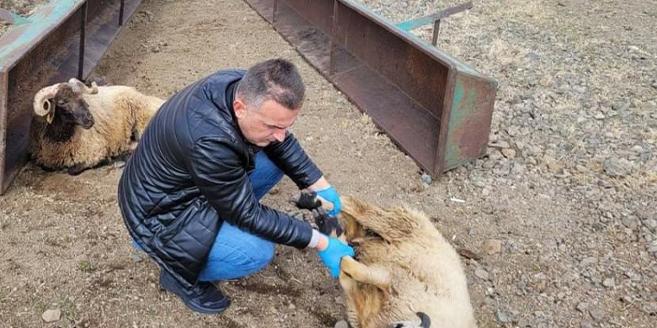 Bayburt'ta kurtlar 50 koyunu telef etti