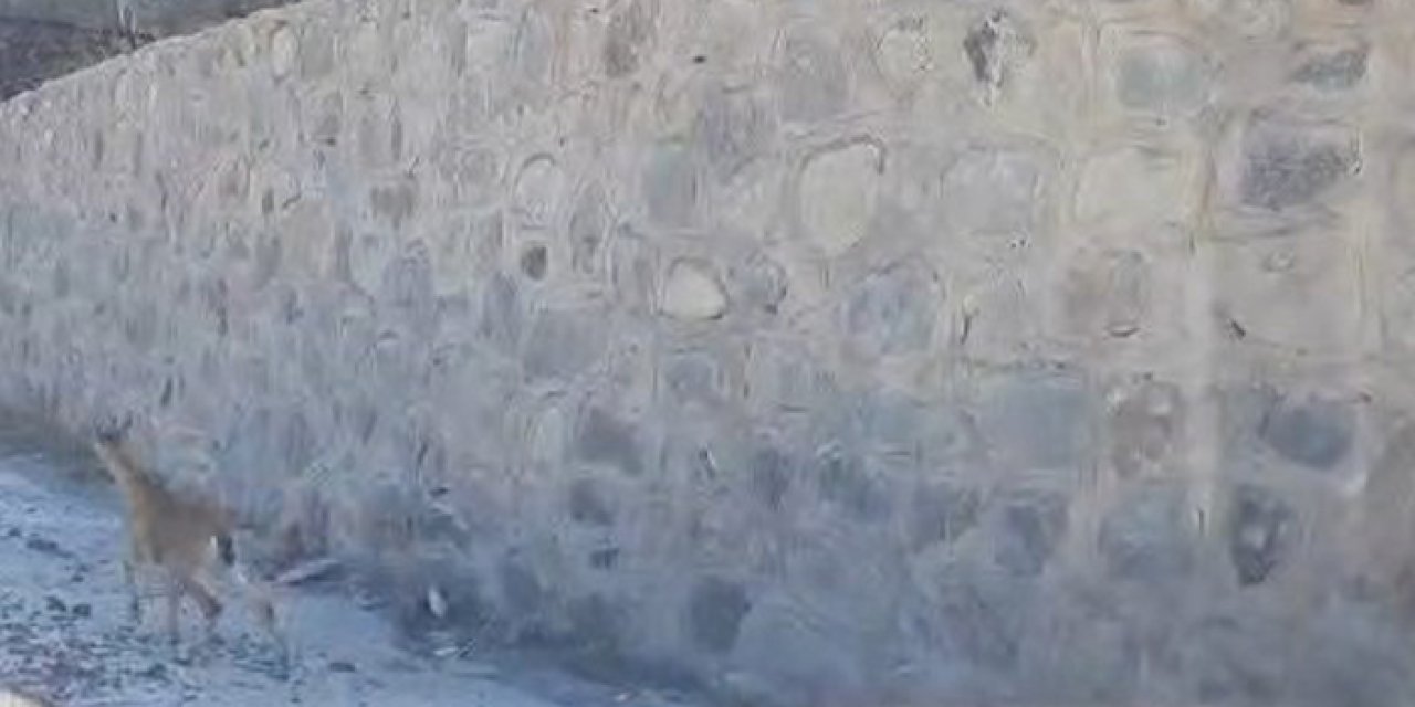 Gümüşhane’de yaban keçileri şehir merkezine indi