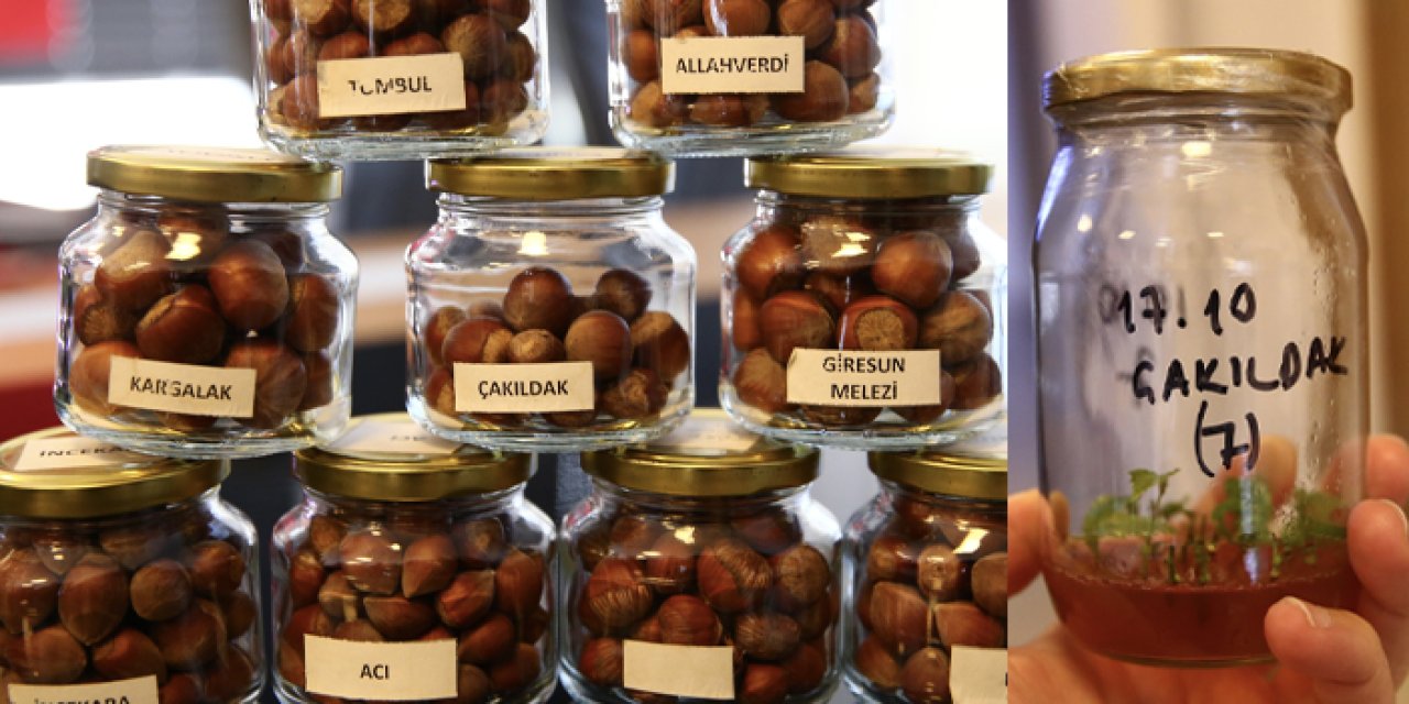 Giresun'da fındığın gen kaynakları korunuyor