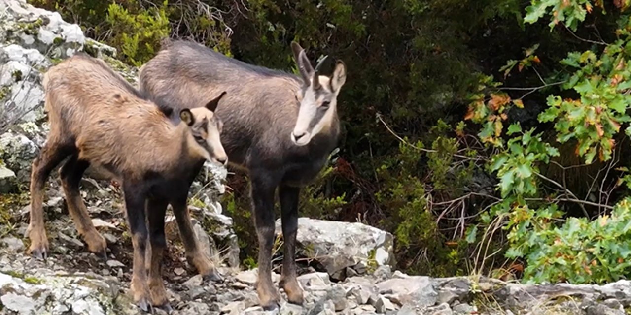 Gümüşhane'de çengel boynuzlu dağ keçileri dronla görüntülendi