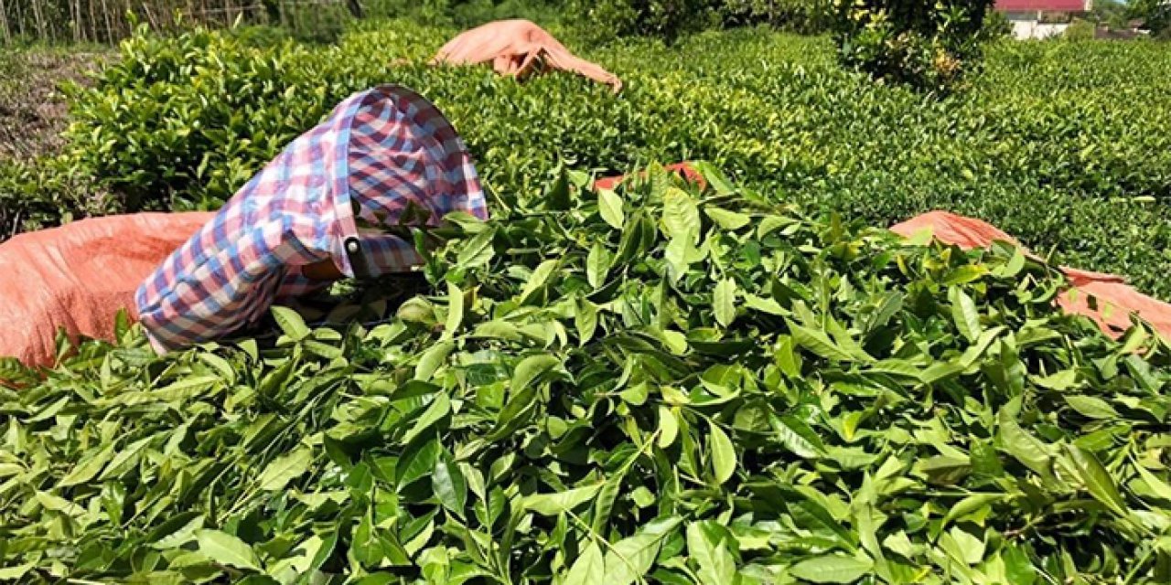ÇAYKUR'un bu yıl yaptığı çay alımı miktarı belli oldu