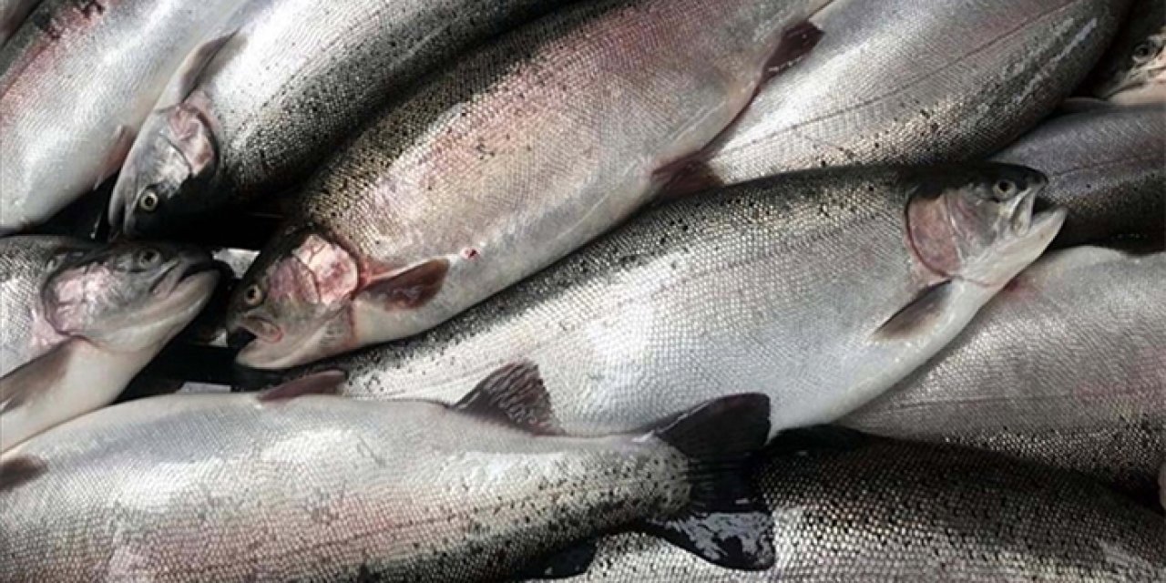 Türk somonu Çin'de tanıtıldı - 31 Ekim 2023