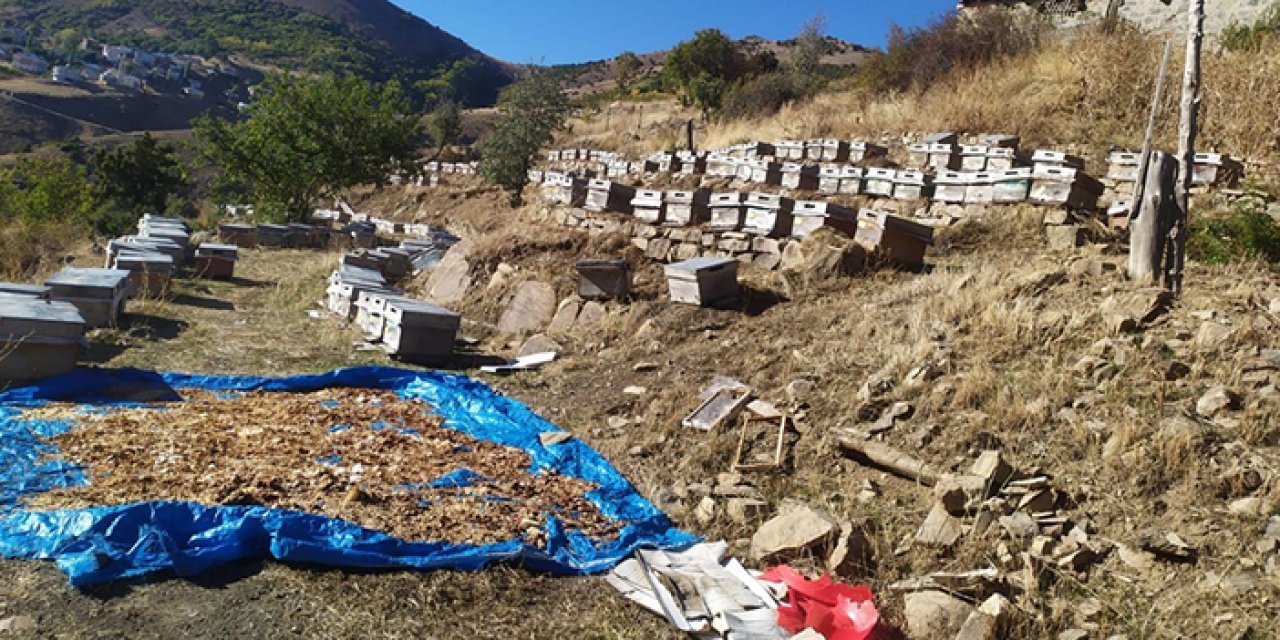 Giresun'da arıcılar şokta! Arı ölümlerine inceleme