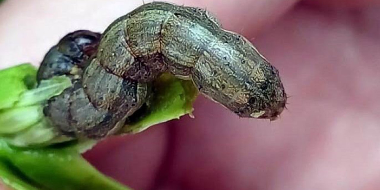 Kahverengi kokarcanın ardından bu kez de güz tırtılı istilası!