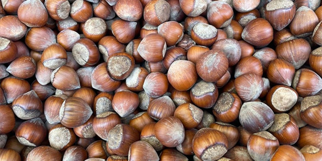 Giresun'da fındıkta erken hasadın yol açtığı sorunlar araştırılacak